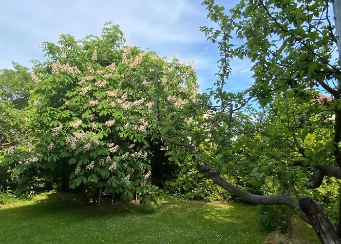 +authentic+ * マリアーンスケー・ラーズニェ