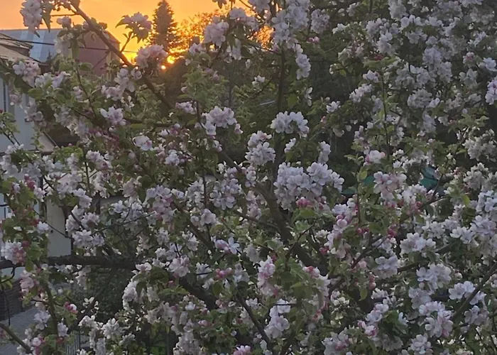 +authentic+ アパート